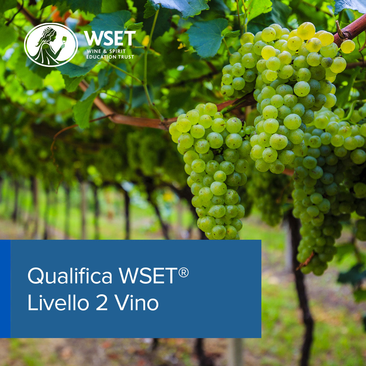Qualifica WSET® Livello 2 Vino